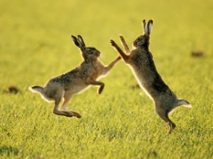 Hares