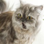 scared cat