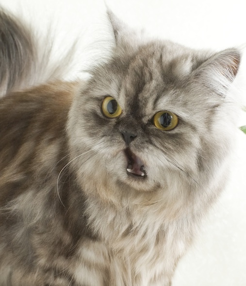 50 Terms For Fear Synonyms Slang Insults And Expressions RealLife 