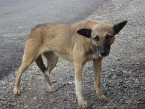 tail between legs