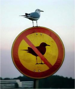 seagull-sign