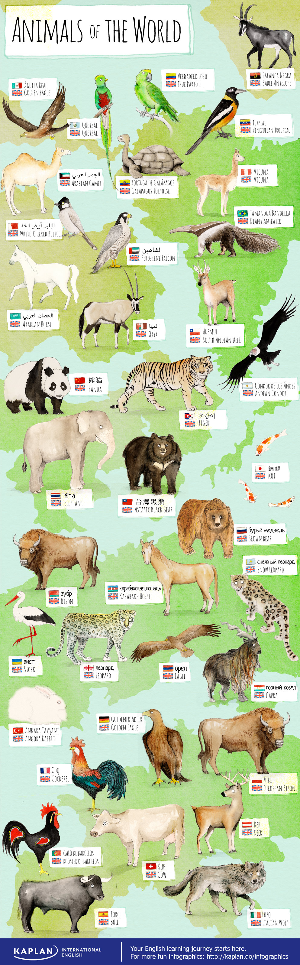 Animals of the World in English – RealLife English